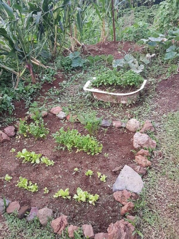 garden plot