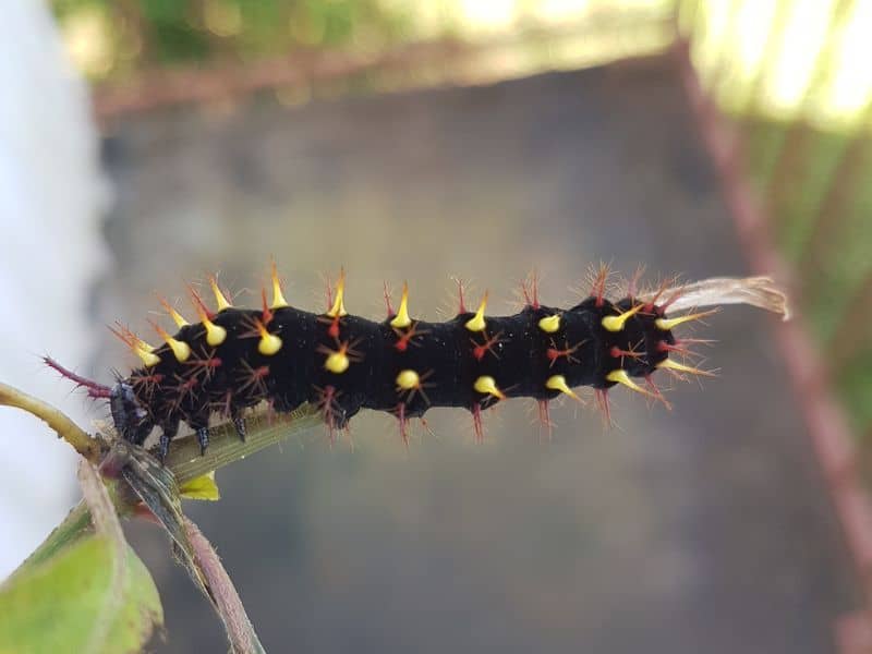 beautiful spiky caterpillar