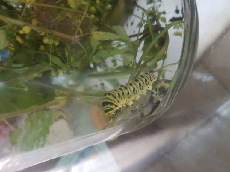 How to Raise Caterpillars to Butterflies - Connecting with Littles
