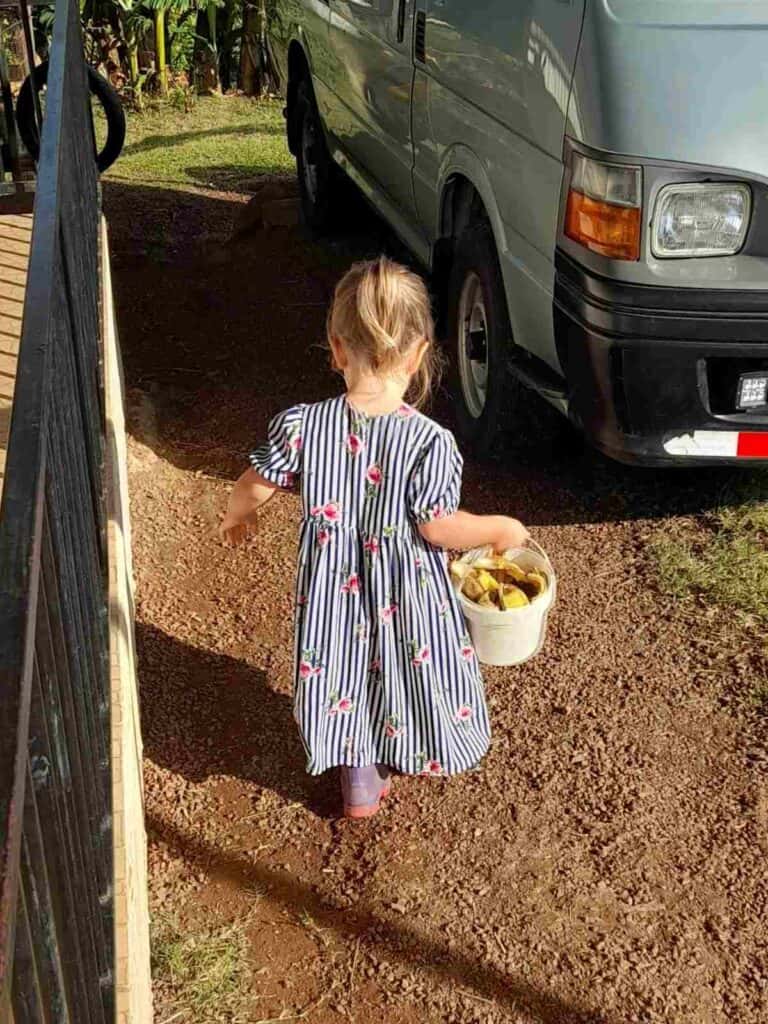 little girl carrying slop bucket for chores