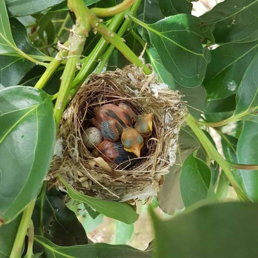 nest with baby birds