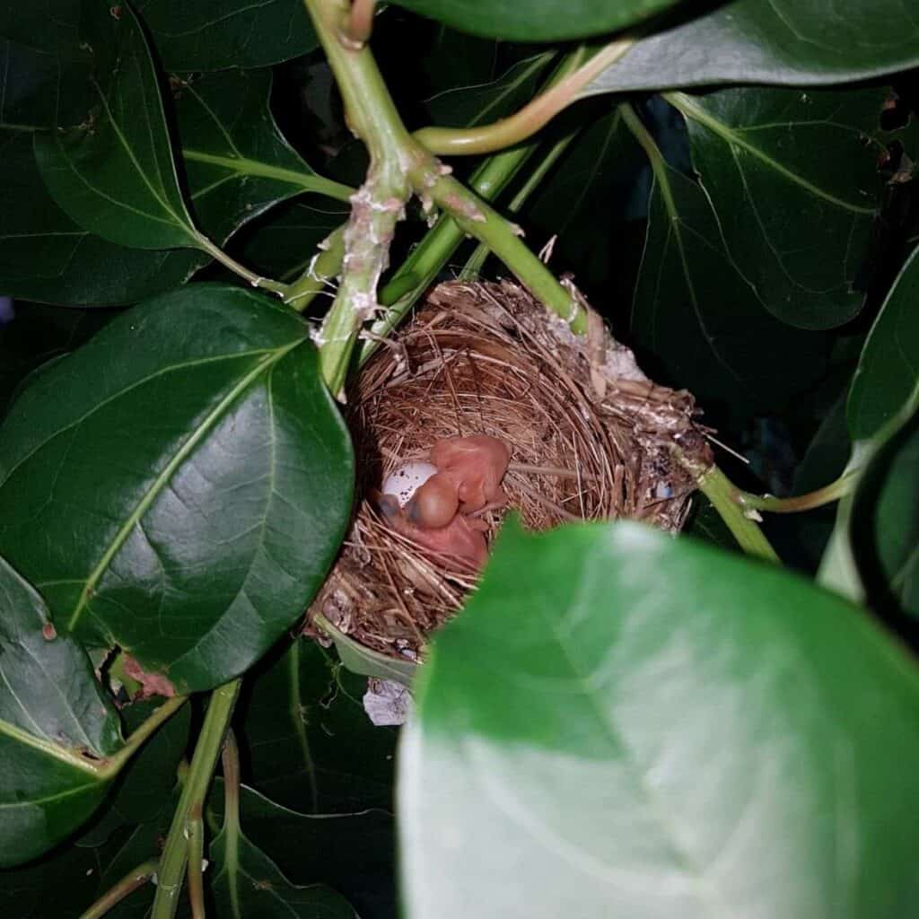 nest with 2 newly hatched baby birds