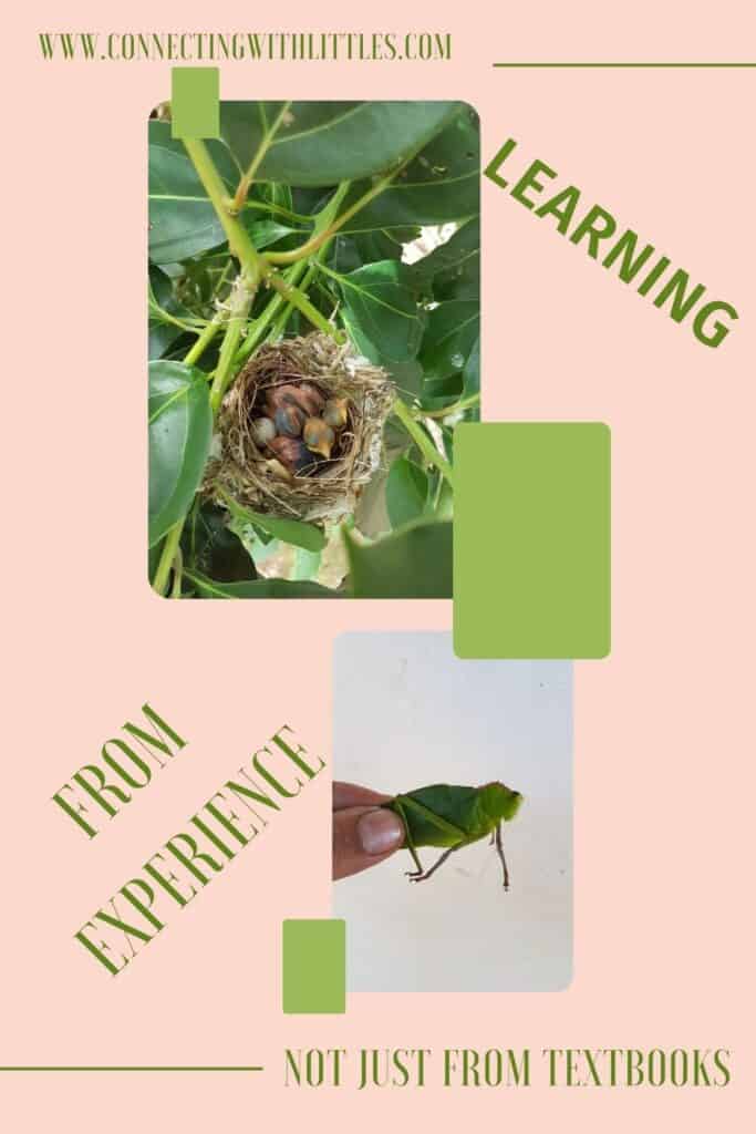 learning from experience pin with birds and grasshoppers

